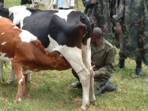 Des vaches pillées lors des affrontements entre les rebelles du M23