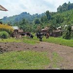 Des vaches pillées lors des affrontements