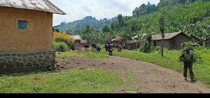 Masisi : Des vaches pillées lors des affrontements entre M23 et FARDC à Kaundu Des vaches pillées lors des affrontements