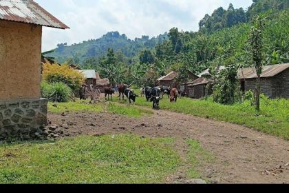 Des vaches pillées lors des affrontements