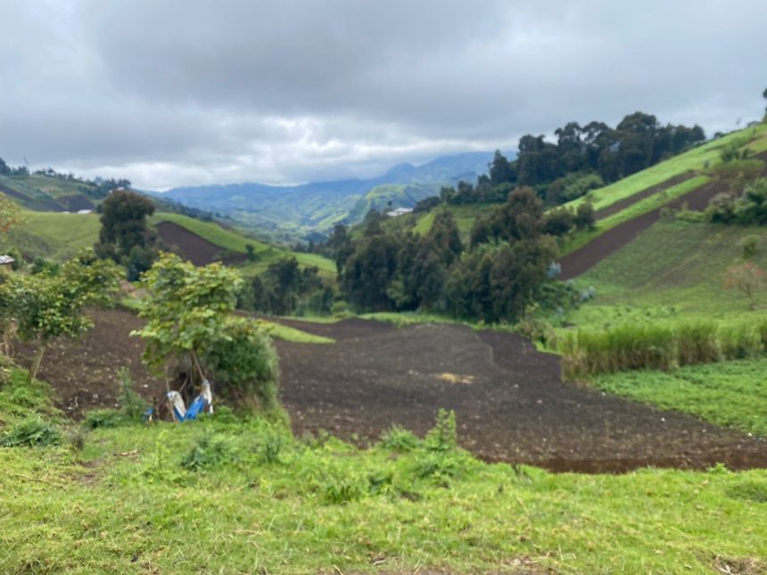 Dans la ferme de BUNYOLE en territoire de MASISI