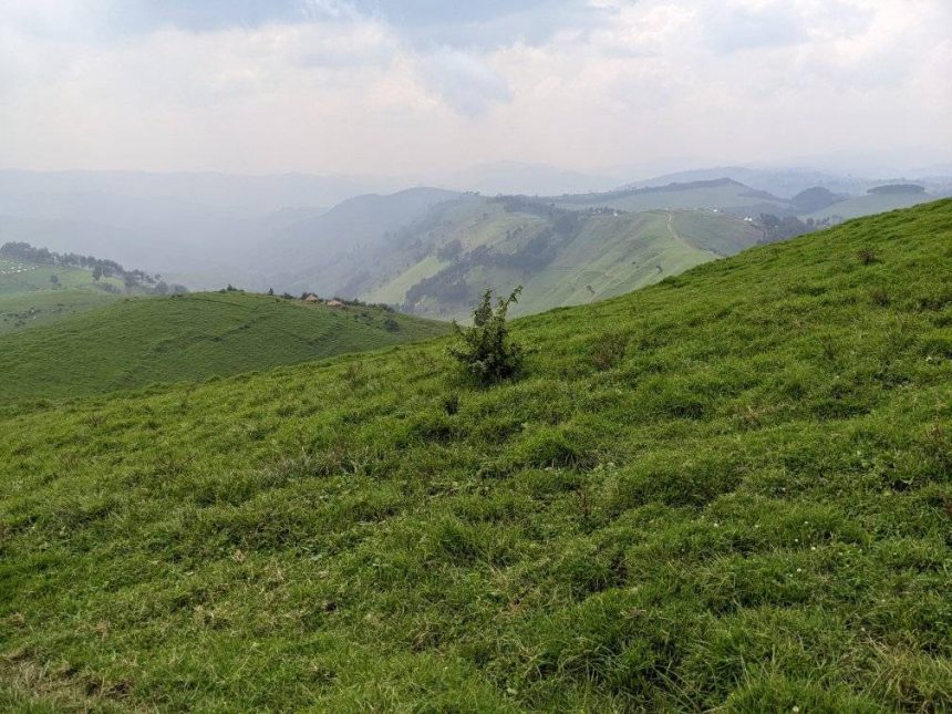 La ferme de BUNYOLE a Mushaki dans le territoire de MASISI