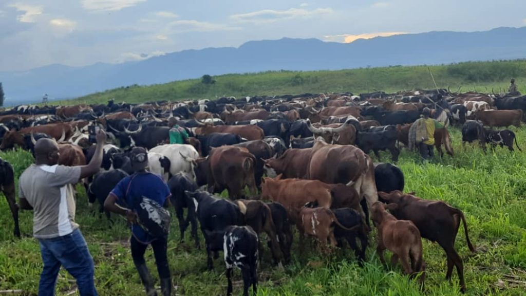 120 Vaches pillées par les Nyatura récupérées par les troupes ougandaises de l'EAC