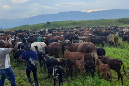 120 Vaches pillées par les Nyatura récupérées par les troupes ougandaises de l'EAC