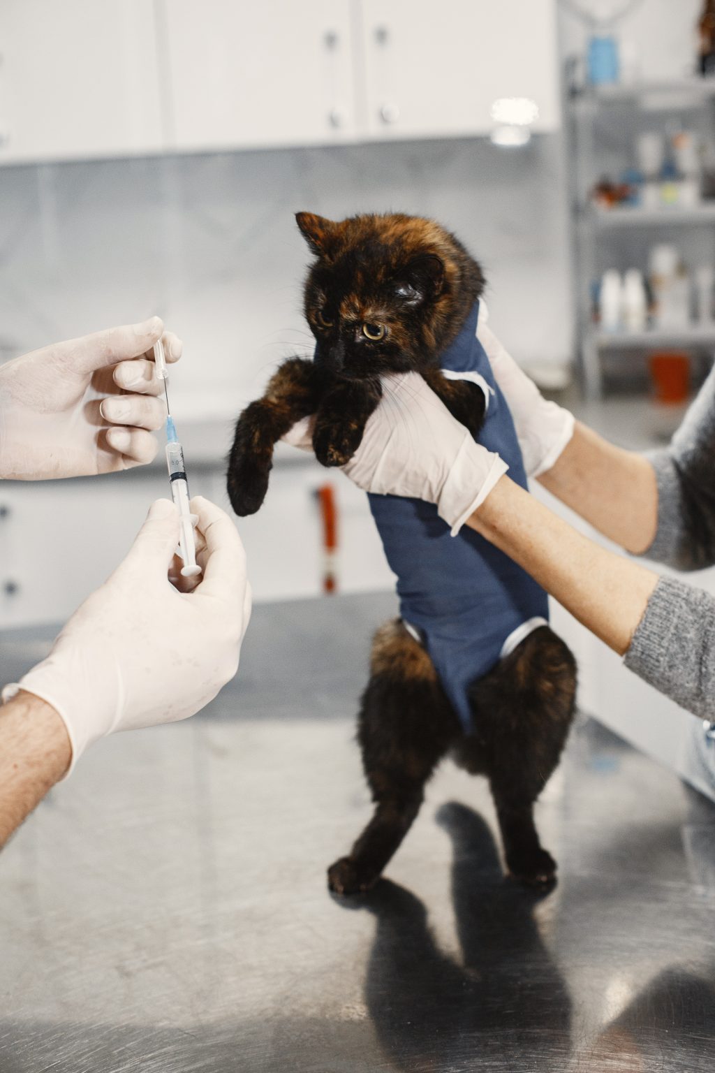 Un chat en vaccination