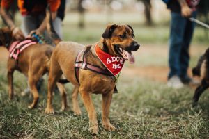 Goma : Le Maire réaffirme l'interdiction de la circulation des chiens en laisse Vaccination des chiens