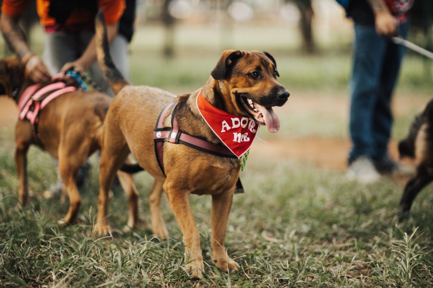 Vaccination des chiens