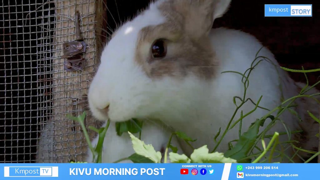 Byamungu bihango a débuté un projet d'élevage de lapin en ville de Goma