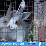 Byamungu bihango a débuté un projet d'élevage de lapin en ville de Goma