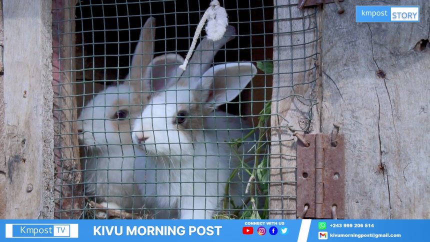 Byamungu bihango a débuté un projet d'élevage de lapin en ville de Goma