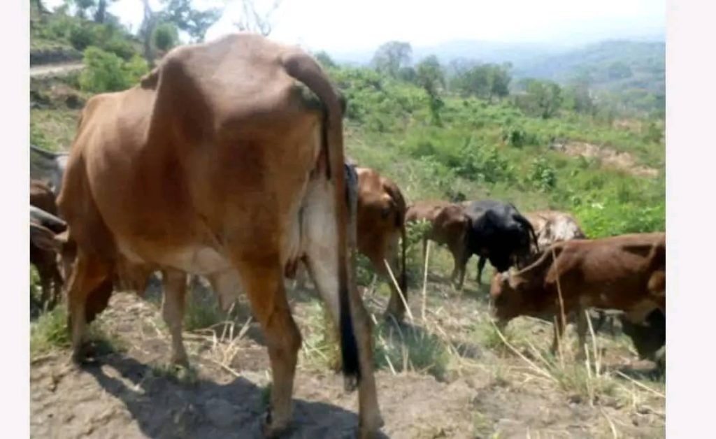 Le prix de la viande de vache revu à la baisse en groupement Bashali