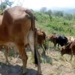 Le prix de la viande de vache revu à la baisse en groupement Bashali