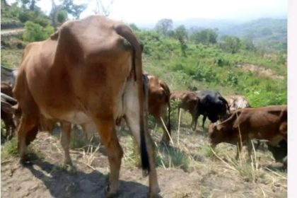 Le prix de la viande de vache revu à la baisse en groupement Bashali