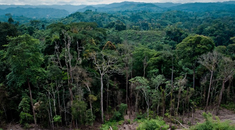 Dans le Parc National de Kahuzi-Biega