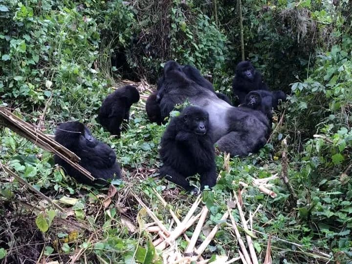 Les singes dans le Parc National de Kahuzi-Biega