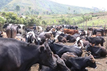 Récupération de près de 150 vaches volées par des groupes armés et leur restitution aux propriétaires