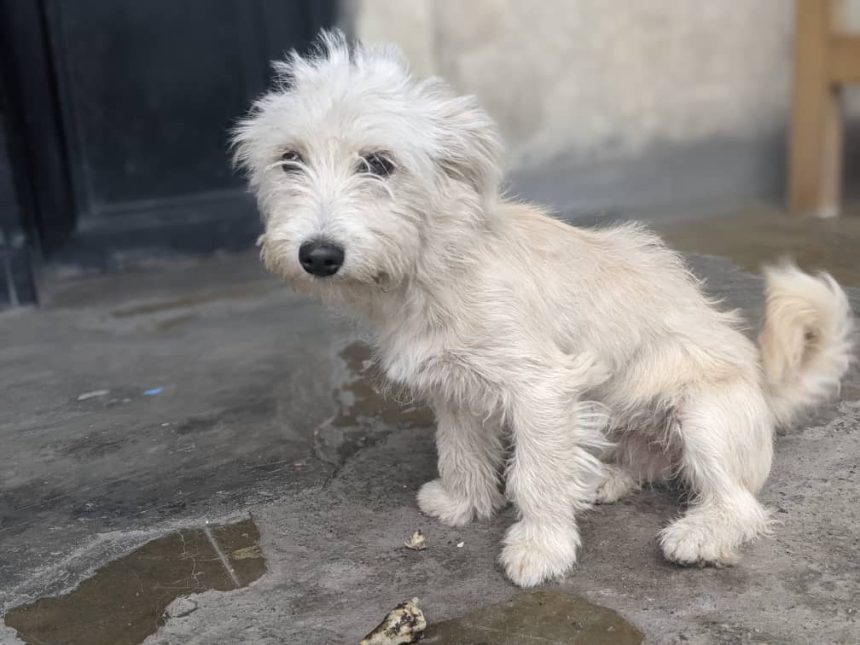 La population appelée à faire vacciner les chiens et les chats pour éviter la propagation de la rage