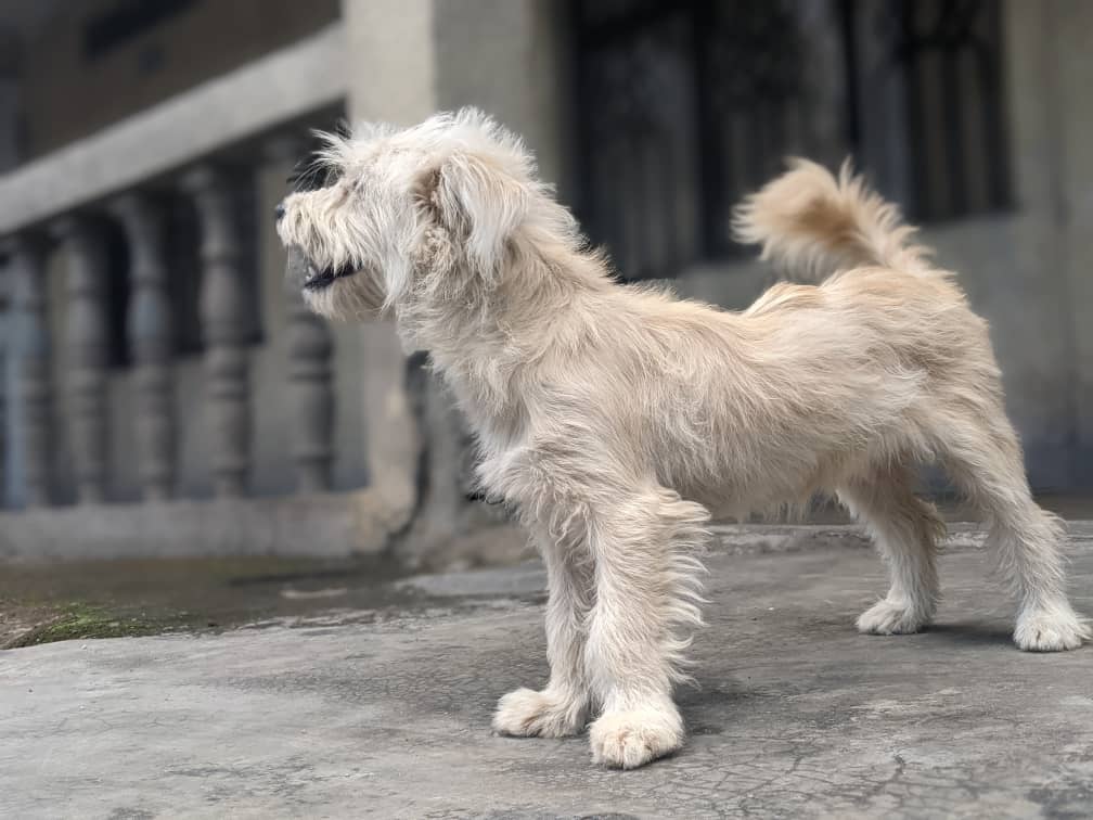 La population appelée à faire vacciner les chiens et les chats pour éviter la propagation de la rage