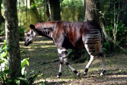 La réserve de faune à Okapi attaquée par des hommes armés