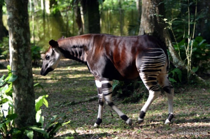 La réserve de faune à Okapi attaquée par des hommes armés