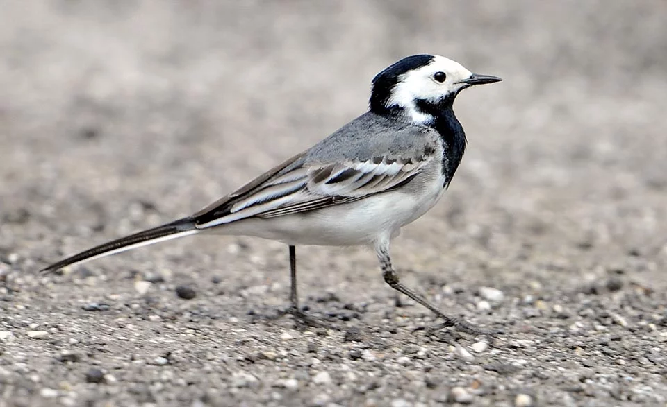 Photo d'illustration : Bergeronnette-blanche motacilla alba mignon petit oiseau