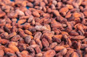 Des bétails et de tonnes de cacao emportés par des bandits à Mayuano-Masange