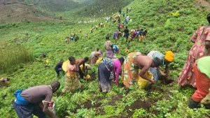 Soutenu par les déplacés de guerre dans son projet agricole, un jeune de Goma fournit 20 tonnes de pommes de terre sur le marché local