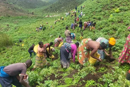 Soutenu par les déplacés de guerre dans son projet agricole, un jeune de Goma fournit 20 tonnes de pommes de terre sur le marché local