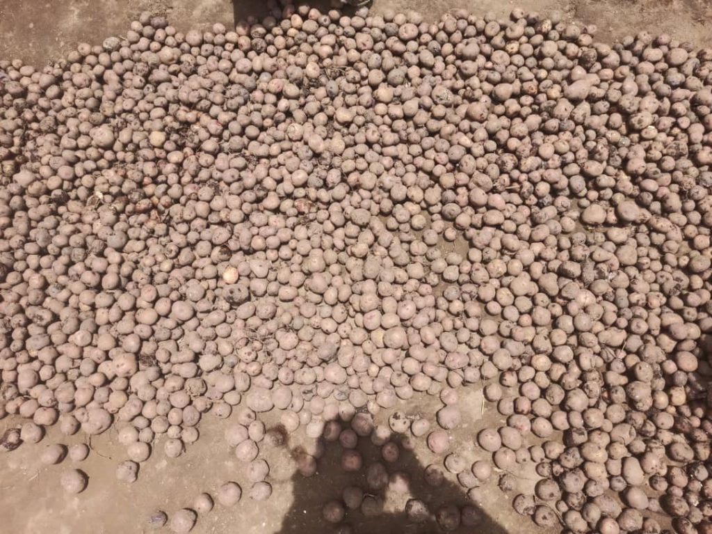 La carence des pommes de terre dans le centre de Ngungu est à la base de la malnutrition des enfants et les conflits dans plusieurs foyers