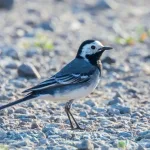 Bergeronnette-blanche motacilla alba mignon petit oiseau