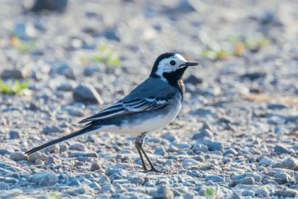 Bergeronnette-blanche motacilla alba mignon petit oiseau