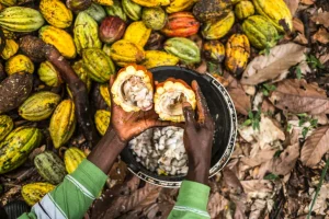 Ituri : L'activisme des ADF à la base de la baisse de production du cacao à Mambasa Extraction cabosse précieuses fèves seront mises sécher Antoine Kakule Kihumuledi planteur cacao Beni République démocratique Congo