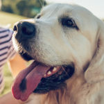 Le 04 octobre de chaque année est une journée internationale consacrée aux animaux