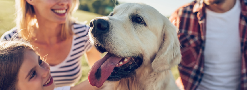 Le 04 octobre de chaque année est une journée internationale consacrée aux animaux