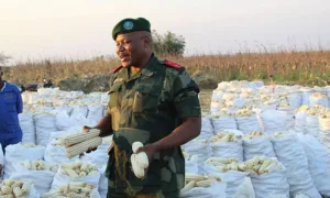 Kinshasa : Le Service national produit le maïs en faveur de militaires et policiers Le Service national produit le maïs en faveur de militaires et policiers