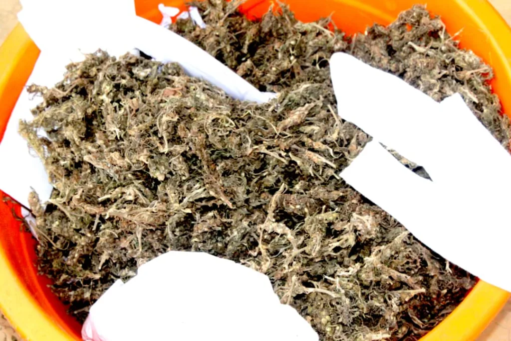 19 personnes interpelées, du chanvre et des boissons prohibées saisis par la police [Photo d'illustration]