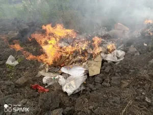 Goma: Incinération de 24 porcs impropres à la consommation en provenance du Rwanda Incinération de 24 porcs impropres à la consommation en provenance du Rwanda