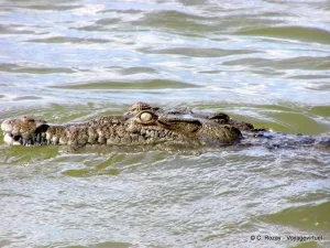Beni : Un jeune pêcheur happé par un crocodile à Kyavinyonge Un jeune pêcheur happé par un crocodile à Kyavinyonge
