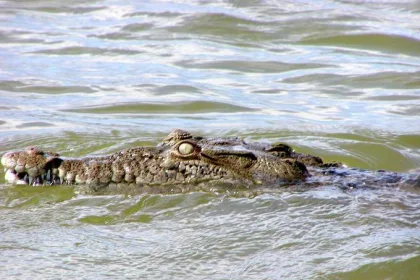 Un jeune pêcheur happé par un crocodile à Kyavinyonge