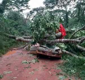 Un chauffeur décède après la chute d'un arbre au village de Kilima Tembo