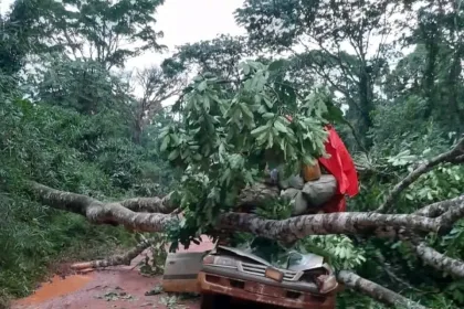 Un chauffeur décède après la chute d'un arbre au village de Kilima Tembo