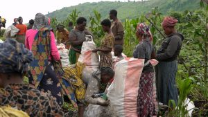 Kivu Labour : Plus de 20 tonnes de pommes de terre déversées sur les marchés du Nord-Kivu pour sa troisième phase Plus de 20 tonnes de pommes de terre déversées sur les marchés du Nord-Kivu pour sa troisième phase