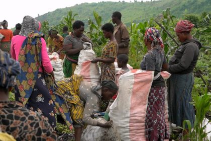 Plus de 20 tonnes de pommes de terre déversées sur les marchés du Nord-Kivu pour sa troisième phase