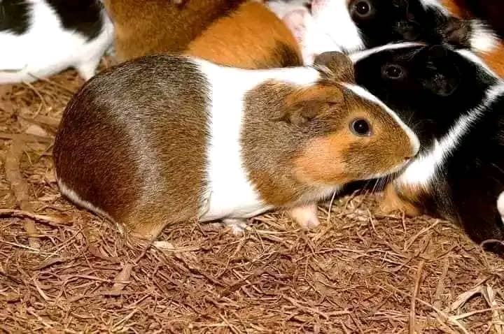 Patrick Munguakonkwa, un jeune entrepreneur dynamique de la République Démocratique du Congo , réside dans la ville de Bukavu