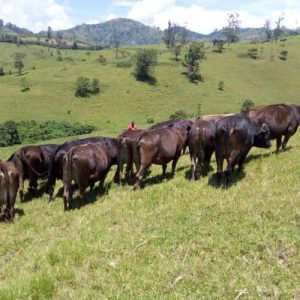Masisi : Une centaine de vaches pillées par des inconnus dans le village Muho Photo d'illustration (Radio okapi): 290 vaches pillées par les combattants de FPIC en Ituri