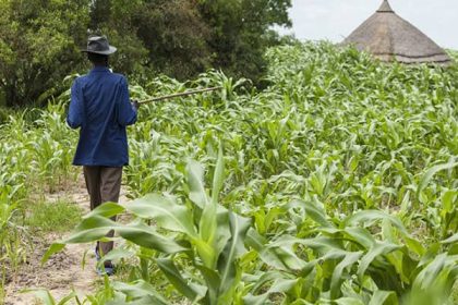 Pas d'accès aux champs situés dans les périphéries de Nyakariba à Masisi