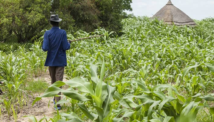 Pas d'accès aux champs situés dans les périphéries de Nyakariba à Masisi