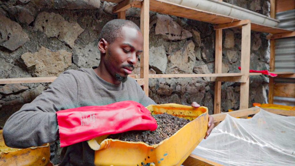 Grâce à l'élevage des mouches, Chance Wetewabo offre une alimentation riche en nutriments pour une bonne croissance des poules et poissons