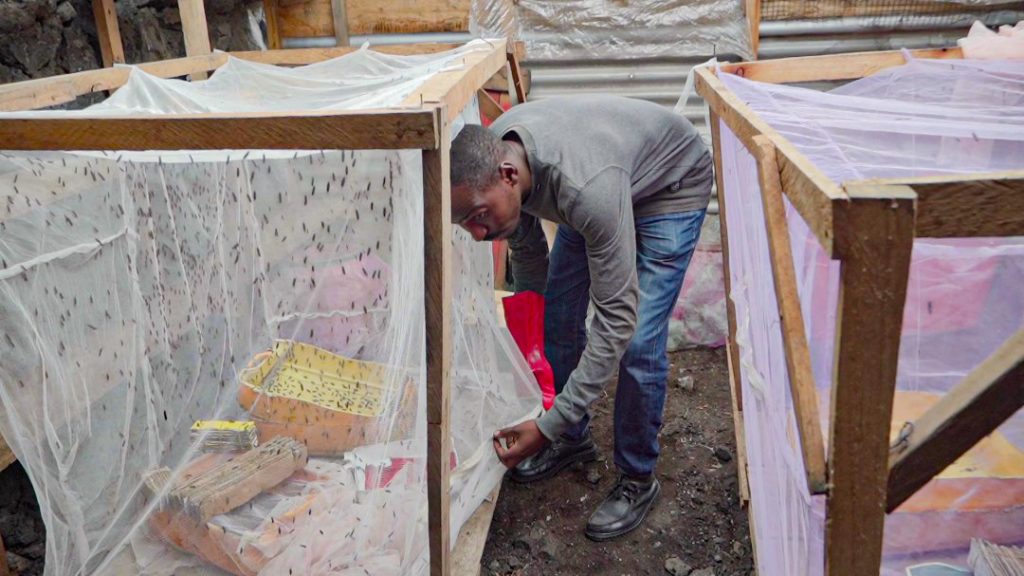 Grâce à l'élevage des mouches, Chance Wetewabo offre une alimentation riche en nutriments pour une bonne croissance des poules et poissons