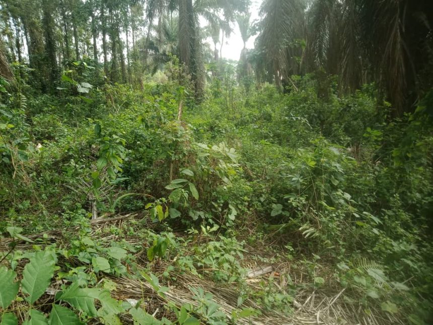 8 corps de civils décapités retrouvés dans un village en territoire d'Irumu